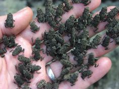 a hand full of dirt that has been picked up from the ground with it's fingers