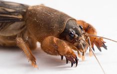 a close up of a dead insect on a white surface