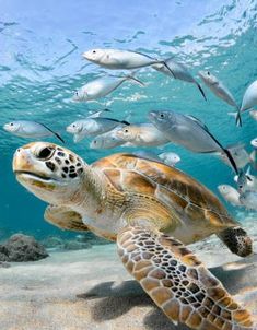 a turtle swimming in the ocean surrounded by fish