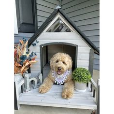 a brown dog sitting in a white wooden house