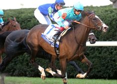 two jockeys are riding their horses around the track in front of bushes and hedges