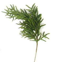 a close up of a plant on a white background