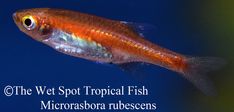 the wet spot tropical fish microrasbora rubescens