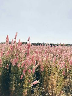 pink flowers in the middle of a field