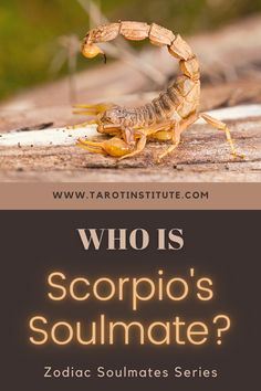 a scorpion on the ground with text who is scorpio's soulmate?