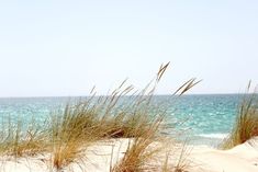 the grass is growing out of the sand on the beach