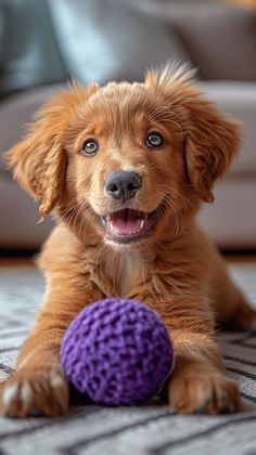 a small brown dog laying on the floor with a purple ball in front of him