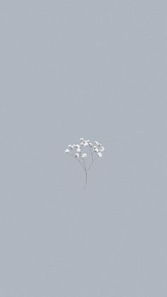 a group of white flowers floating in the air