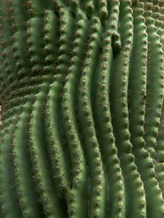 a close up view of a green cactus