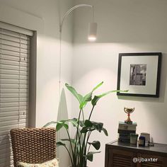 a living room with a chair, potted plant and pictures on the wall