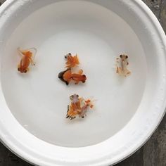 four goldfish in a white bowl with water droplets