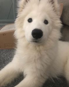 a white dog laying on the floor next to a cardboard box