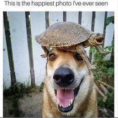 a dog with a turtle on top of it's head and the caption says, this is the happiest photo i've ever seen