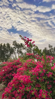 pink flowers are blooming on the side of a road