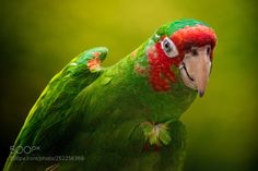 a green parrot with red on its head