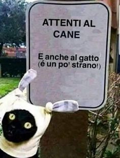 a black and white cat is standing next to a sign that says, attenti al cane