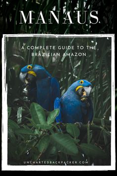 two blue macaws sitting on top of a tree next to each other in front of green leaves