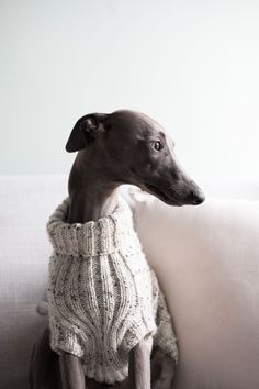 a dog sitting on top of a white couch wearing a sweater and looking off to the side