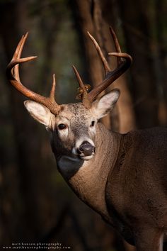 a close up of a deer with antlers on it's head and trees in the background