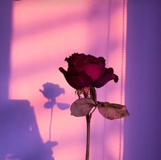 the shadow of a rose is cast on a purple wall with beads hanging from it