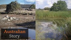 an australian story with water and trees in the background