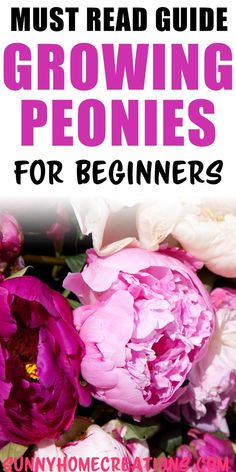 pink peonies with text that reads must read guide growing peonies for beginners