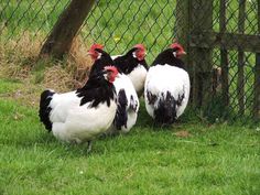 three black and white roosters are standing in the grass near a chain link fence