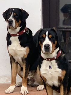 two dogs sitting next to each other in front of a door