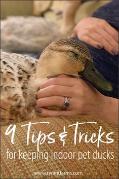 a woman petting a cat with the caption, 4 tips & tricks for keeping indoor pet ducks