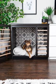 a dog is sitting in his bed on the floor next to a plant and dresser