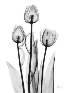 black and white photograph of tulips with long stems in the foreground, against a white background