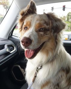 a brown and white dog sitting in the back seat of a car with its tongue hanging out