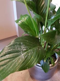 a potted plant sitting on top of a wooden table