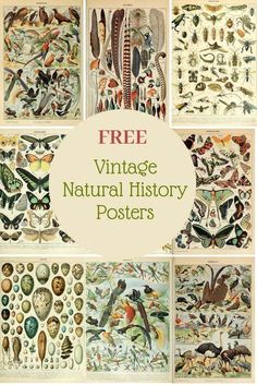 vintage natural history posters with birds, moths and other things to see on the page