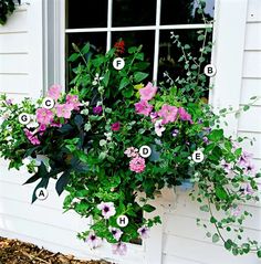 a window box filled with pink and purple flowers next to a white house, labeled parts of the plant