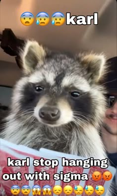 a raccoon is looking at the camera with emoticions on it's face