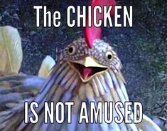 a close up of a chicken with a caption that reads, the chicken is not amused