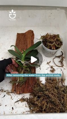 someone is removing the roots from an orchid plant in a white container on top of a table