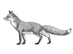 a black and white drawing of a fox