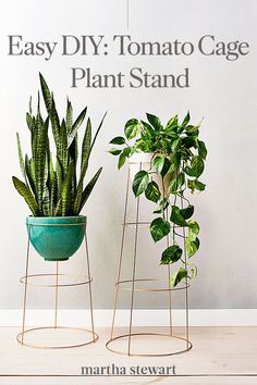 two potted plants sitting next to each other