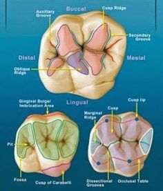 Molar Anatomy. Dentaltown Message Board > TMD & Occlusion, Sleep Apnea / Snoring and Appliance Therapy. > TMD and Occlusion > Dental Anatomy www.dentaltown.co... First Molar Anatomy, Future Dentist, Hygiene School, Dental Assisting