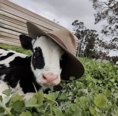 a black and white cow wearing a hat laying in the grass next to a bench