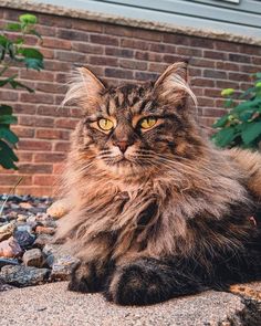 a long haired cat sitting on the ground in front of a brick wall and plants