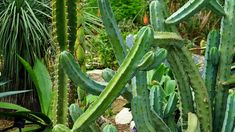 many green cactus plants in a garden