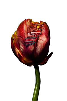 a single red flower with green stems on a white background