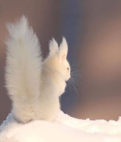 a small white squirrel standing on top of snow