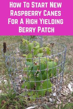 a wire basket filled with raspberry canes for a high yield berry patch