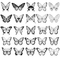 the different types of butterflies in black and white