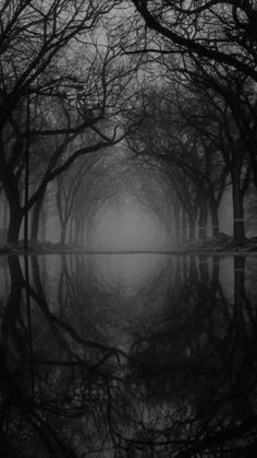 trees are reflected in the water on a foggy day with no one around them