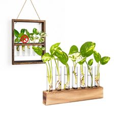 some plants are growing in test tubes and hanging on a wooden shelf with an air planter